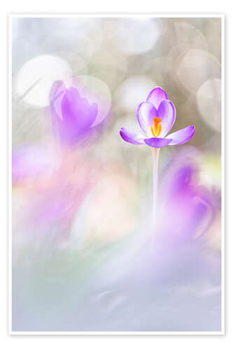 Poster Crocuses in beautiful light