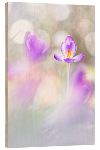 Stampa su legno Crocuses in beautiful light