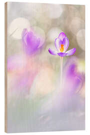 Stampa su legno Crocuses in beautiful light - Bob Daalder