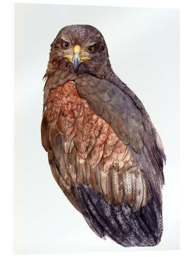 Acrylic print Falcon in gray brown shades