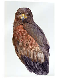 Acrylic print Falcon in gray brown shades - Tetiana Savchenko