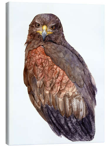 Canvas print Falcon in gray brown shades