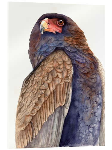 Acrylic print Regal Eagle