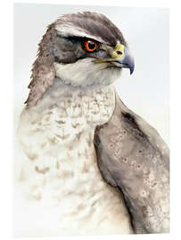 Acrylic print Falcon, bird of prey - Tetiana Savchenko