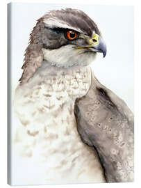 Obraz na płótnie Falcon, bird of prey - Tetiana Savchenko