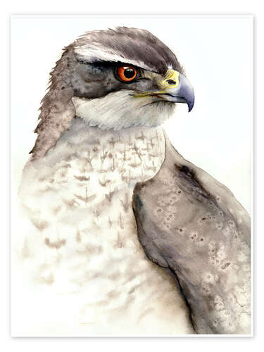 Poster Falcon, bird of prey