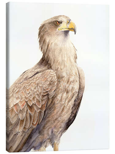 Lienzo Hawk