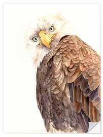 Wandsticker Der Adler beobachtet