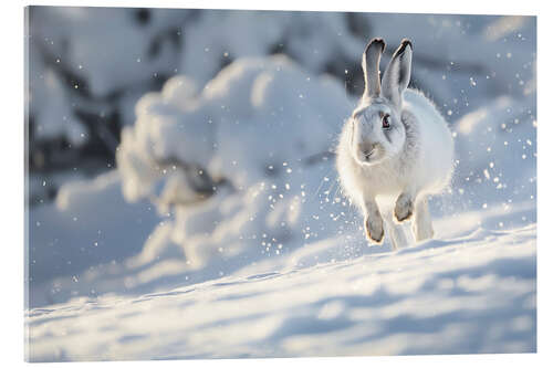 Tableau en verre acrylique Snow hare running in the snow
