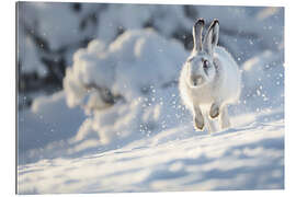 Gallery print Snow hare running in the snow - Christian Müringer