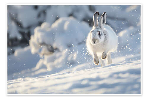 Poster Snow hare running in the snow