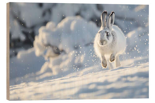 Wood print Snow hare running in the snow