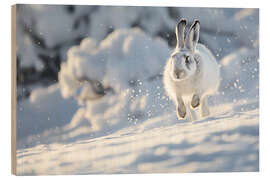 Tableau en bois Snow hare running in the snow - Christian Müringer