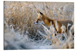 Alubild Fuchs im Winter auf der Pirsch