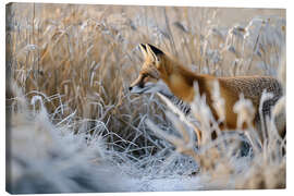 Leinwandbild Fuchs im Winter auf der Pirsch - Christian Müringer