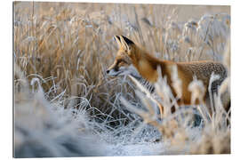 Gallery Print Fuchs im Winter auf der Pirsch