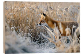 Quadro de madeira Fox on the prowl in winter - Christian Müringer