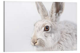 Alubild Schneehase - Christian Müringer