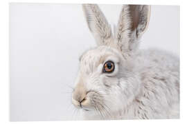 Hartschaumbild Schneehase - Christian Müringer