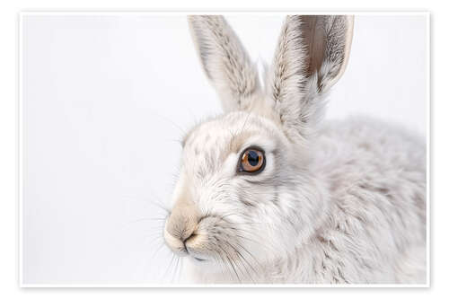 Plakat Snow hare