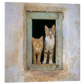Acrylic print Two cute kittens in the window frame - Katho Menden