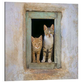 Quadro em alumínio Two cute kittens in the window frame - Katho Menden