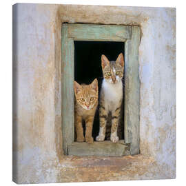 Canvastavla Two cute kittens in the window frame - Katho Menden