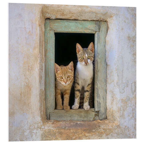 Quadro em PVC Two cute kittens in the window frame