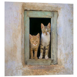 Quadro em PVC Two cute kittens in the window frame