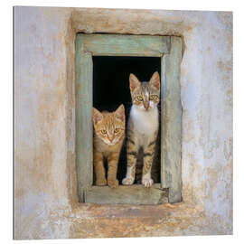 Gallery print Two cute kittens in the window frame