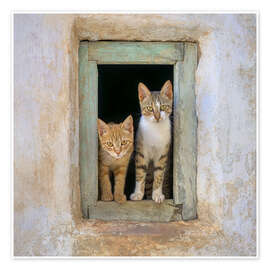 Wall print Two cute kittens in the window frame - Katho Menden