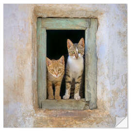 Wall sticker Two cute kittens in the window frame