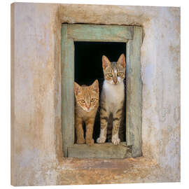 Wood print Two cute kittens in the window frame