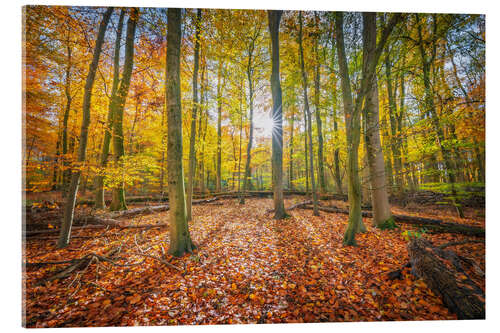 Acrylic print Sunlight in the autumn forest