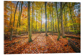 Obraz na szkle akrylowym Sunlight in the autumn forest - George Pachantouris
