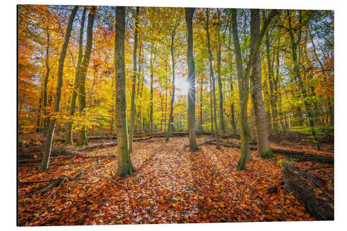 Cuadro de aluminio Sunlight in the autumn forest