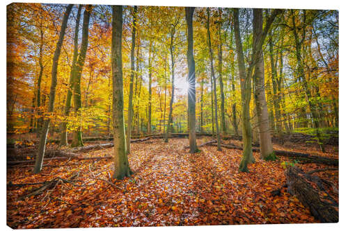 Canvas print Sunlight in the autumn forest
