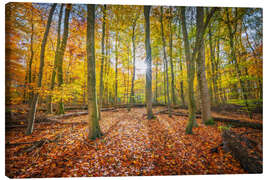Canvastavla Sunlight in the autumn forest - George Pachantouris
