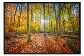 Gerahmter Kunstdruck Sonnenlicht im Herbstwald