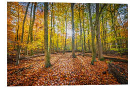 Hartschaumbild Sonnenlicht im Herbstwald