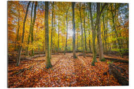Gallery Print Sonnenlicht im Herbstwald