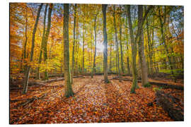 Magnettafel Sonnenlicht im Herbstwald