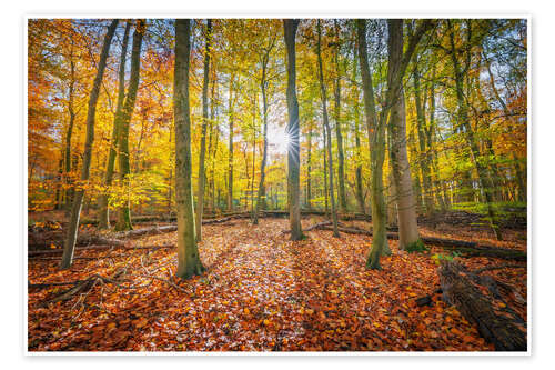 Poster Sunlight in the autumn forest