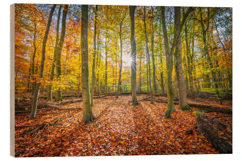 Quadro de madeira Sunlight in the autumn forest