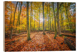 Quadro de madeira Sunlight in the autumn forest - George Pachantouris