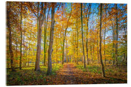Acrylic print Forest path in autumn - George Pachantouris