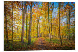 Aluminium print Forest path in autumn - George Pachantouris