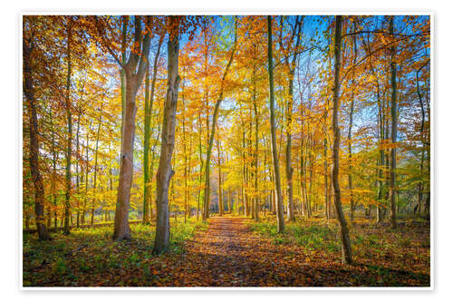 Poster Forest path in autumn