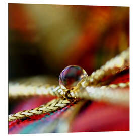 Alubild Surprise - Dirk Driesen