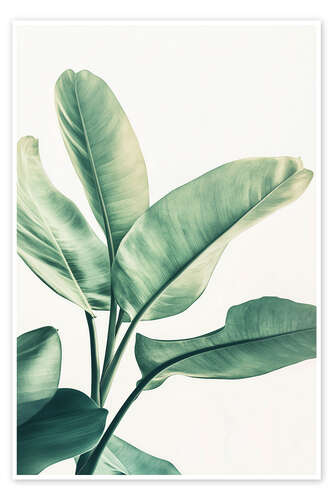 Poster Green Leaf